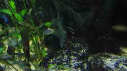 aquarium-von-mbuna-mick-mbuna-bay-of-darkness_Update 16.06.12 Jungfisch Ps. Lombardoi ca. 1,5 cm