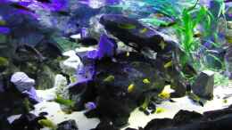 aquarium-von-mbuna-mick-mbuna-bay-of-darkness_Update 22.01.12 Granitfels 70 cm / Beckenmitte