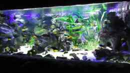 aquarium-von-mbuna-mick-mbuna-bay-of-darkness_Update 10.01.2012 Abdunklung mit Folie
