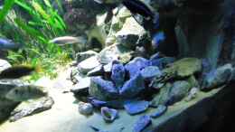 Aquarium einrichten mit Update 12.07.12 Nimbochromis Livingstonii (Schläfer,