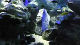 aquarium-von-mbuna-mick-mbuna-bay-of-darkness_Update 18.06.12 Granitfels 45 cm länglich linke Beckenhälf