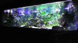 aquarium-von-mbuna-mick-mbuna-bay-of-darkness_Update 10.01.2012 Abdunklung mit Folie
