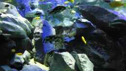 aquarium-von-mbuna-mick-mbuna-bay-of-darkness_Update 12.07.12 Nimbochromis Livingstonii (Schläfer, Kaligo