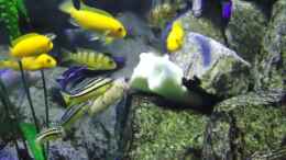 aquarium-von-mbuna-mick-mbuna-bay-of-darkness_Fütterung mit Gurke / Zucchini