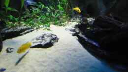 aquarium-von-mbuna-mick-mbuna-bay-of-darkness_Update 16.06.12 Weibchen Ps. Msobo und Estherae mit Kehlsack