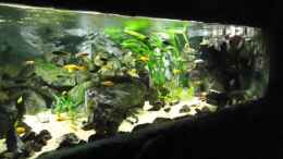aquarium-von-mbuna-mick-mbuna-bay-of-darkness_Update 07.01.2012 Abdunklung mit Folie bei vollem Tageslicht