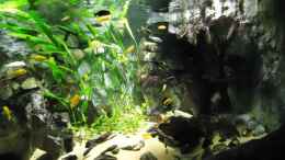 aquarium-von-mbuna-mick-mbuna-bay-of-darkness_Update 07.01.2012 Abdunklung mit Folie bei vollem Tageslicht