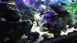aquarium-von-mbuna-mick-mbuna-bay-of-darkness_Update 22.01.12 Granitfels 70 cm / Beckenmitte