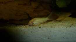 aquarium-von-sebastian-k--orinoco-flow_Corydoras aeneus albino