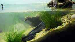 aquarium-von-falk-stream-banks-in-west-africa_ganz frisch am 6.August 2011