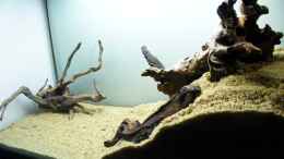 aquarium-von-falk-stream-banks-in-west-africa_Eine Moorkie spielt den Akteur für das Einlaufen des Wasser