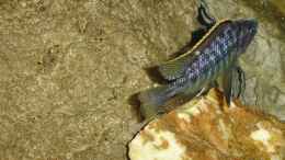 Aquarium einrichten mit Protomelas fenestratus Nkanda männchen