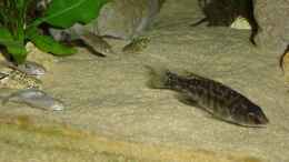 Aquarium einrichten mit Protomelas fenestratus Nkanda weibchen