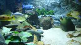 aquarium-von-rene-rupf-becken-2054_Von der Seite ( die Blätter sind Seemandelbaumblätter )