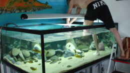 aquarium-von-rene-rupf-becken-2054_also bei dieser Tiefe geht nichts ohne Leiter und nasse Bein