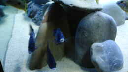 aquarium-von-rene-rupf-becken-2054_die Phenochilus vor der Höhle