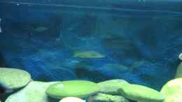 aquarium-von-rene-rupf-becken-2054_Rückwand ist neu mit einer 5cm dicken Styroporplatte herges