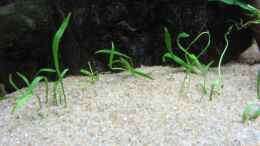 Aquarium einrichten mit Lilaeopsis brasiliensis - Graspflanze