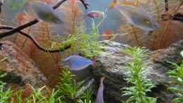 aquarium-von-moosbarbe-zedernwald-im-herbst_Die Fische fühlen sich wohl