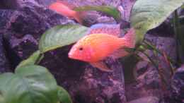 aquarium-von-magnum-becken-20588_Aulonocara firefish