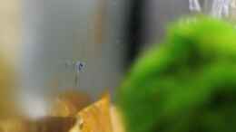 aquarium-von-micha-ebs-first-taiwan-bees_King Kong Nachwuchs Mini an der Scheibe