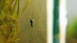 aquarium-von-micha-ebs-first-taiwan-bees_King Kong Nachwuchs Mini an der Scheibe beim Aufwuchs fresse