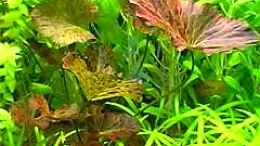 aquarium-von-bruno-berchtold-becken-2061_Nymphaea lotus var. rubra