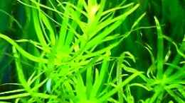 aquarium-von-bruno-berchtold-becken-2061_Heteranthera zosterifolia
