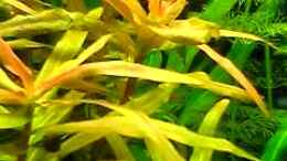 aquarium-von-bruno-berchtold-becken-2061_Ammannia gracilis