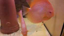 aquarium-von-discus-diskus-nurnoch-als-beispiel_Diskuszuchtpaar Snakeskin White Albino Jumbo -Größe