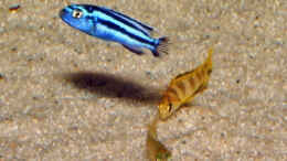 aquarium-von-antje-raasch-becken-2064_Melanochromis cyaneorhabdos