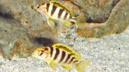 Aquarium einrichten mit Labidochromis sp. perlmutt