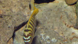 Aquarium einrichten mit Maylandia zebra gold Mundola