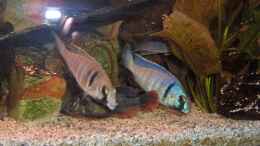 Foto mit Placidochromis electra männchen+weibchen