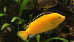 aquarium-von-edmund-thaler-becken-2075_Labidochromis caeruleus