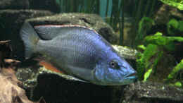 aquarium-von-edmund-thaler-becken-2075_Dimidiochromis compressiceps