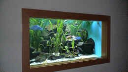 aquarium-von-edmund-thaler-becken-2075_Malawi-Aquarium