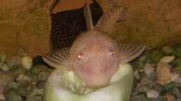 aquarium-von-mathias-carstens-becken-2079_antennenwels albino weibchen auf einer gurke