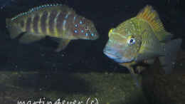 aquarium-von-martin4ever-tanganyika-720-cz_Tropheus moorii Ilangi yellow - Nkamba Bay F1 and Eretmodu