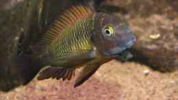 Aquarium einrichten mit Tropheus moorii Ilangi yellow - Nkamba Bay F1