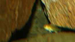 aquarium-von-joergsmalawis-republik-klein-malawien--mbuna-gebiet_Labidochromis-Baby 4-5mm