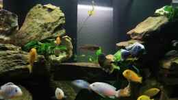 aquarium-von-joergsmalawis-republik-klein-malawien--mbuna-gebiet_von allem ein bißchen