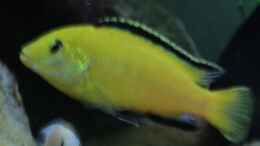 aquarium-von-joergsmalawis-republik-klein-malawien--mbuna-gebiet_Labidochromis caeruleus Yellow (m)