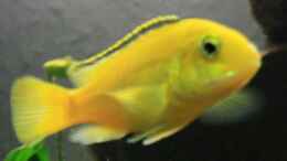Aquarium einrichten mit Labidochromis caeruleus Yellow (w)
