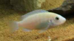 Aquarium einrichten mit Labidochromis chisumulae (w)