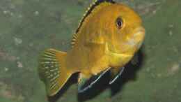 aquarium-von-joergsmalawis-republik-klein-malawien--mbuna-gebiet_Labidochromis caeruleus Yellow