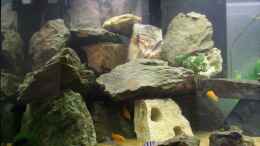 aquarium-von-joergsmalawis-republik-klein-malawien--mbuna-gebiet_unten die Ps. Lobardoi Weibchen