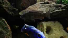 aquarium-von-joergsmalawis-republik-klein-malawien--mbuna-gebiet_Sciaenochromis Fryeri (m+w)