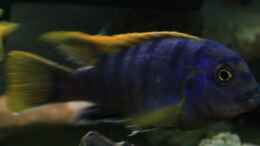 aquarium-von-joergsmalawis-republik-klein-malawien--mbuna-gebiet_Labidochromis sp. Mbamba Bay (m)
