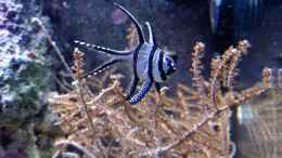 Aquarium einrichten mit Pterapogon kauderni - Kardinalbarsch